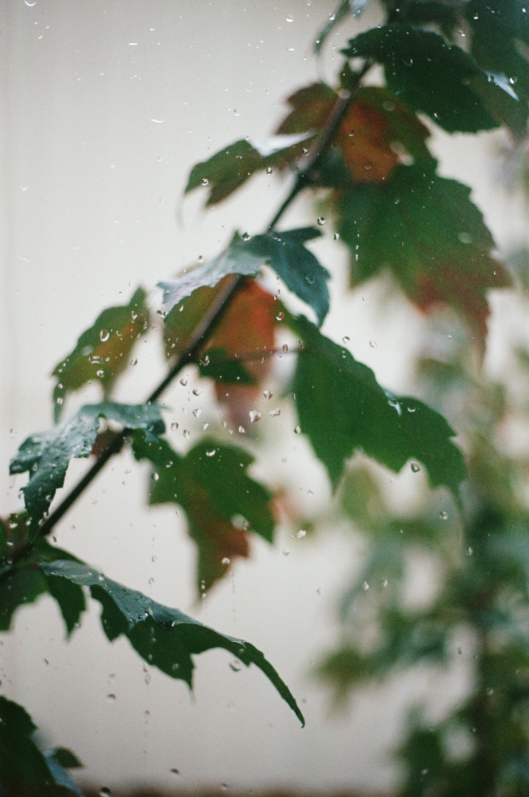 film photo of a vine through a rainy window 