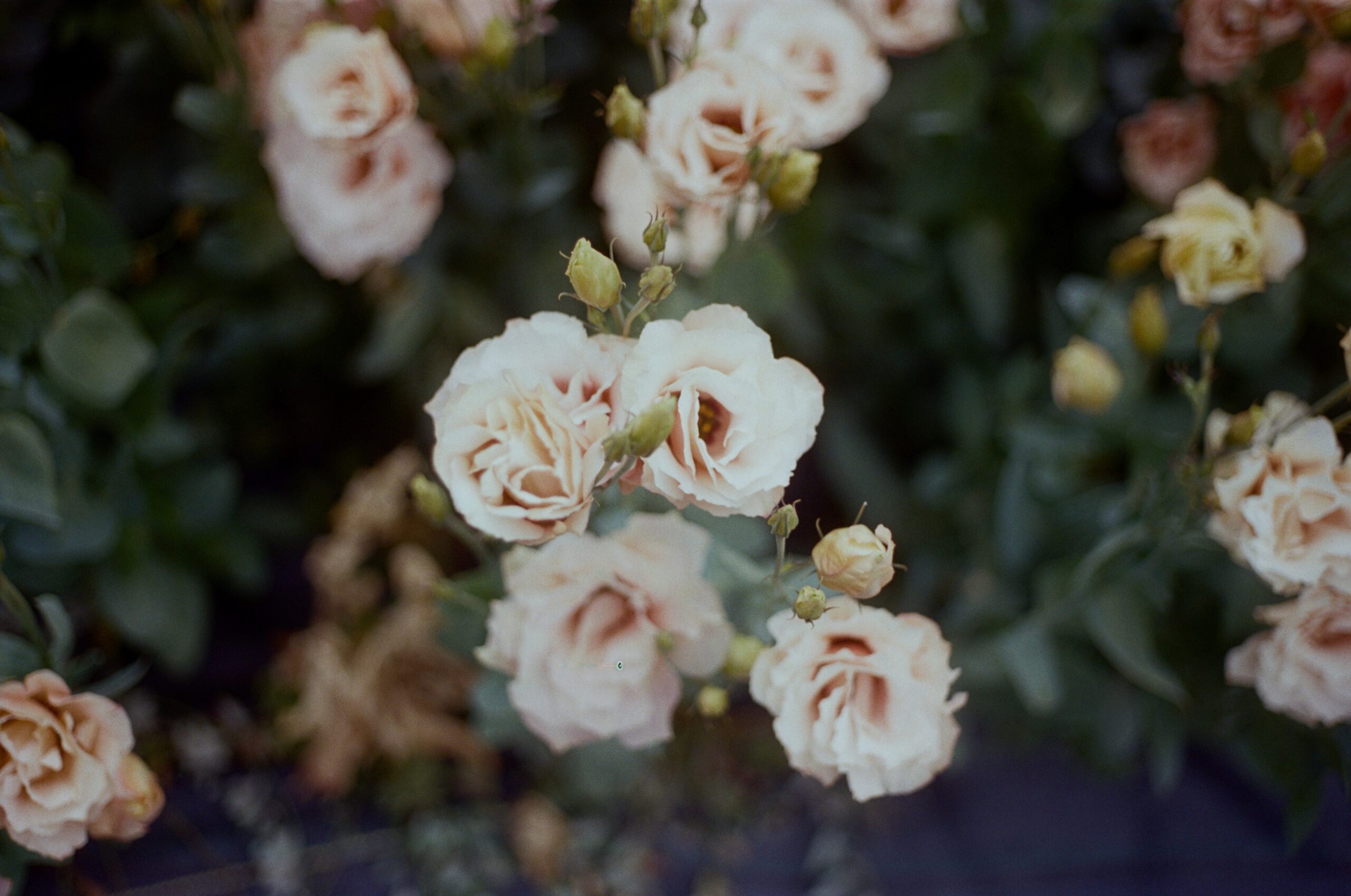 film photo of flowers