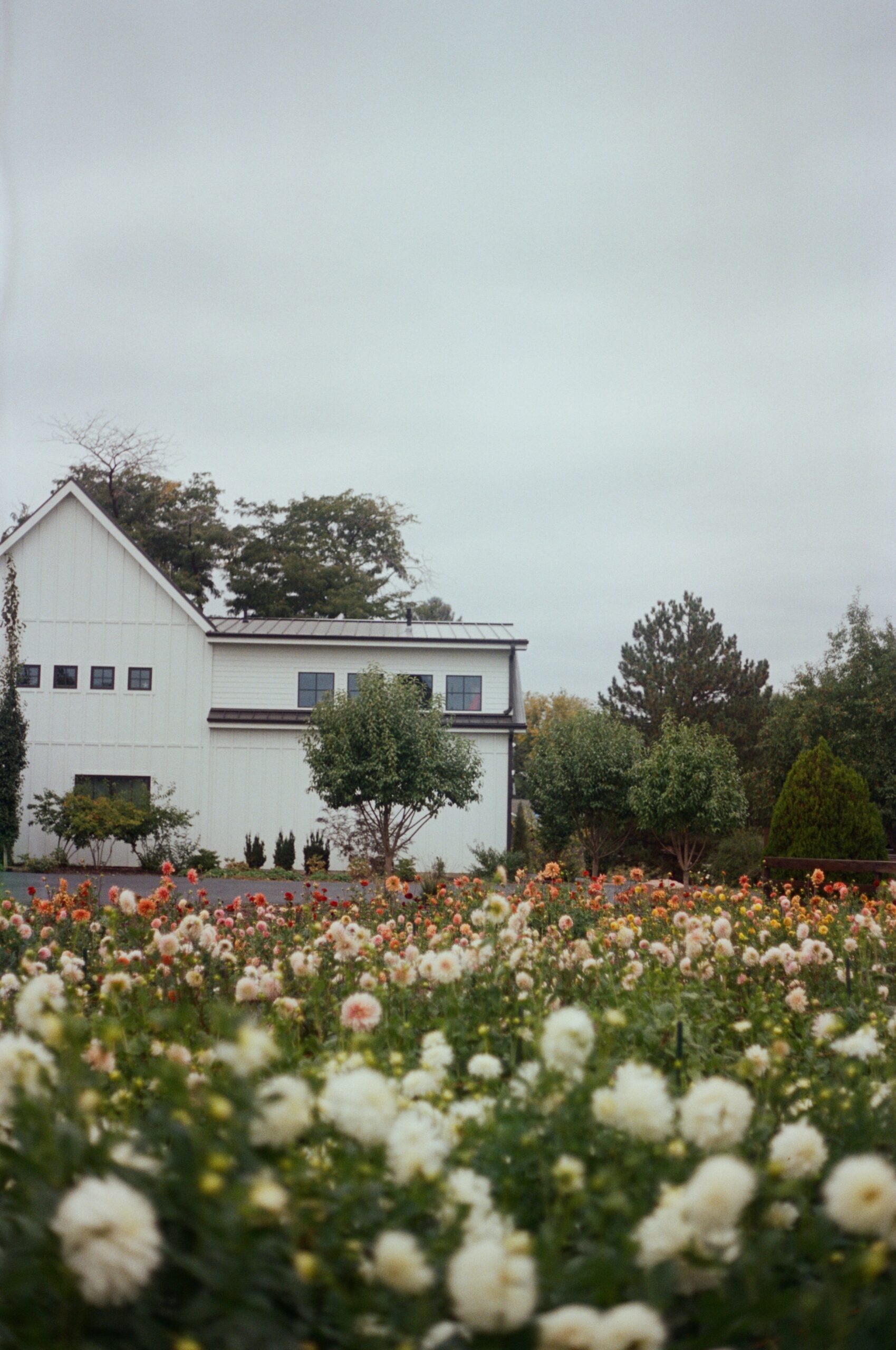 film photo of a flower field by a house 