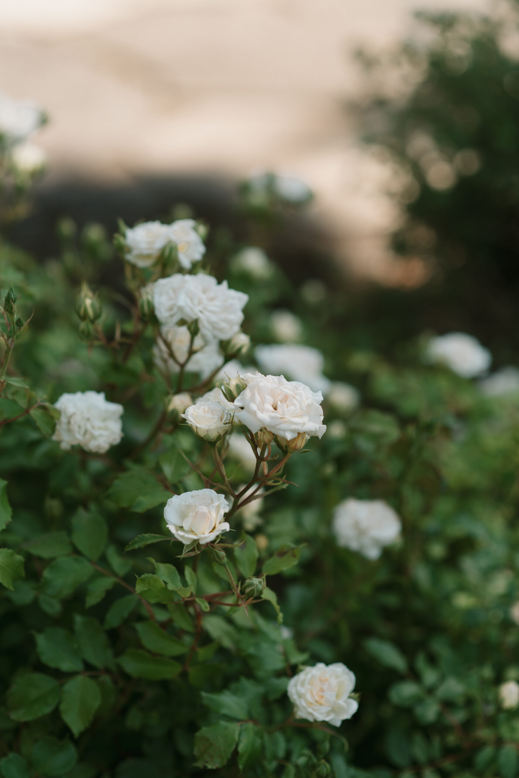 white roses found at the wedding venue