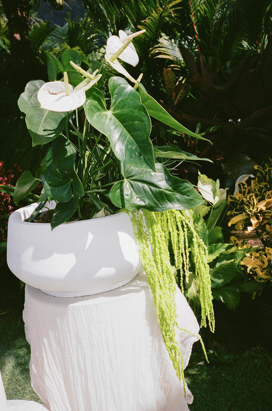 film photo of potted greenery for elevated wedding ceremony design taken by a destination oahu wedding photographer